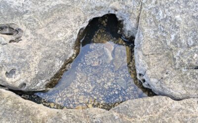 Expert Sinkhole Remediation Service for Safe and Lasting Repairs