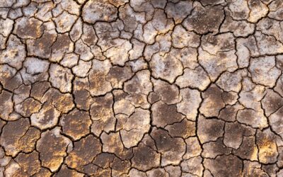 Strengthening Weak Florida Soils for Healthier Gardens and Landscapes