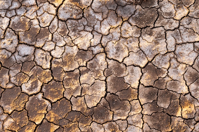 Strengthening Weak Florida Soils for Healthier Gardens and Landscapes