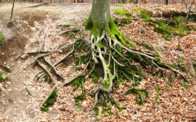 How to Spot Early Signs of Erosion: A Friendly Guide to Protecting Your Land