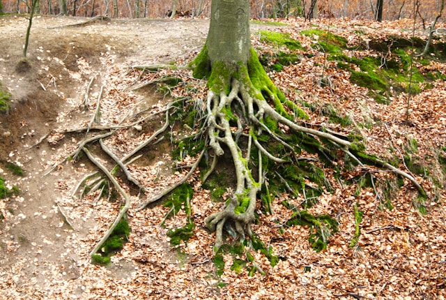 How to Spot Early Signs of Erosion: A Friendly Guide to Protecting Your Land