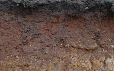 How Florida Soil Conditions Affect Your Home Foundation 